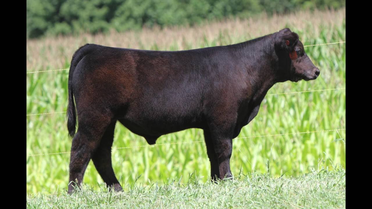 Brandywine Farms Cattle Company Lot 5 “BFC Merle” YouTube