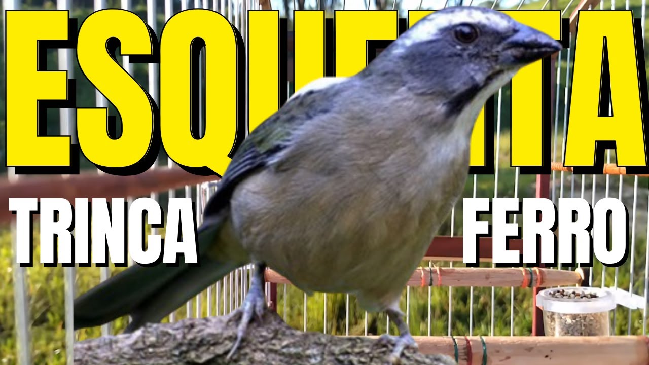 ESQUENTANDO TRINCA FERRO FRIO !! MELHOR ESQUENTAR TRINCA FERRO FRIO COM TRINCA FERRO CANTANDO