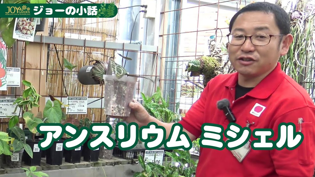 ジョーの小話 アンスリウムミシェル - YouTube
