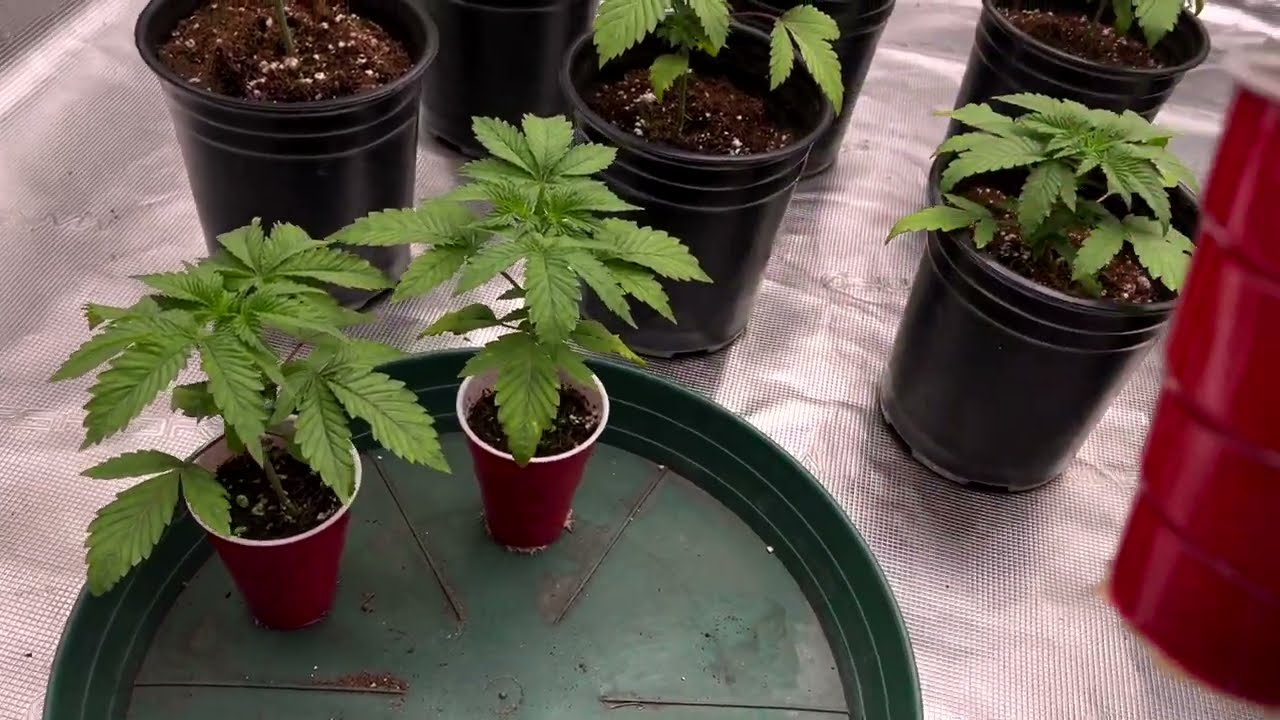 Pheno Hunt Day 1-40 | 2023 Season 1 Episode 1