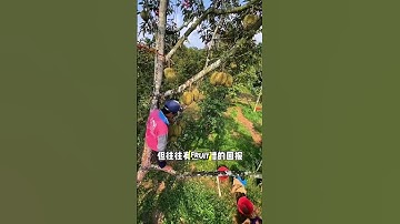 The World’s Most Dangerous Jobs!#shorts #shortsvideo #harvestingdurian #jstory