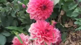 ピエロのトランペット(La tromba del pagliaccio ) - YouTube