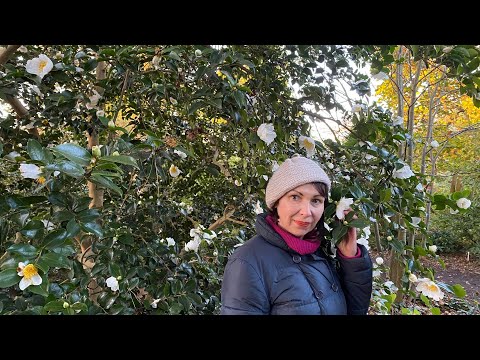 Vlog 9-Всем бы так…..Университетский парк и английские традиции