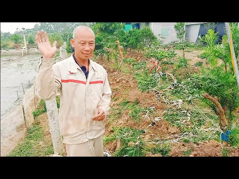 Video Cách làm cây tùng la hán bonsai, kỹ thuật bonsai cơ... - youtube