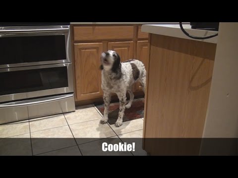 FUNNY! Dog Argues [Subtitles]