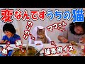 【告白】うちの猫変なんです‼生まれた時から人を舐めてる…まさか天才猫!?ある時は名犬?…ある時は配達員…ある時は強盗犯…天然ボケか?狙いなのか?とにかくうちの「かくがり」検証してみてください《総集編》