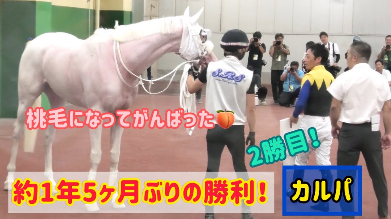 今日は桃毛のカルパ！豪快な差しでかっこよく２勝目をゲット！