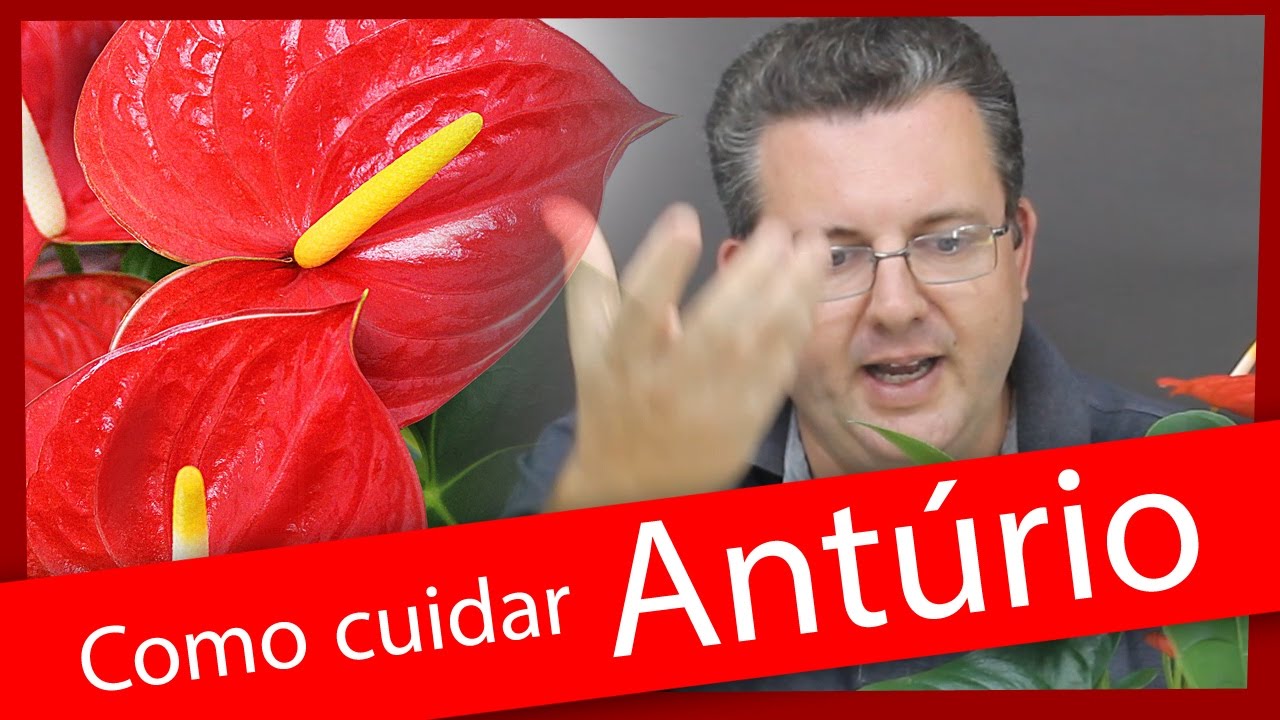 Como Cuidar dos Antrios!