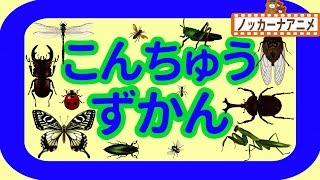 昆虫図鑑★カブトムシ・カマキリ・モンシロチョウ・セミ・タマムシ★子供向けアニメ Insects animation for kids