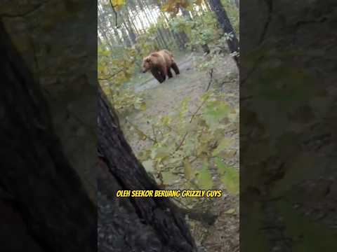 Video: Berburu beruang berbahaya di Kamchatka
