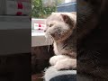 😺Солнечные ванны😺
