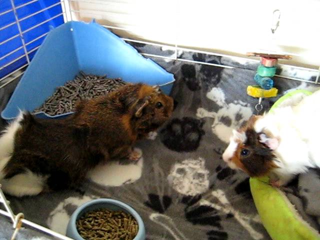 how to litter train your guinea pig