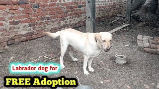 Adopted | Good Quality Lab dog for free adoption in telugu | Aj pets 
