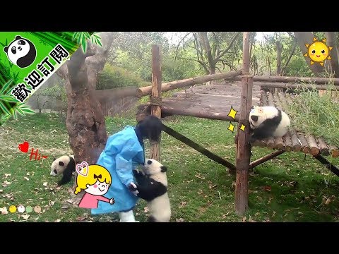《熊貓早晚安》跳舞的小熊 | iPanda熊貓頻道