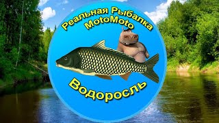 Как поймать Водоросль на Лесной реке [New] | Реальная Рыбалка