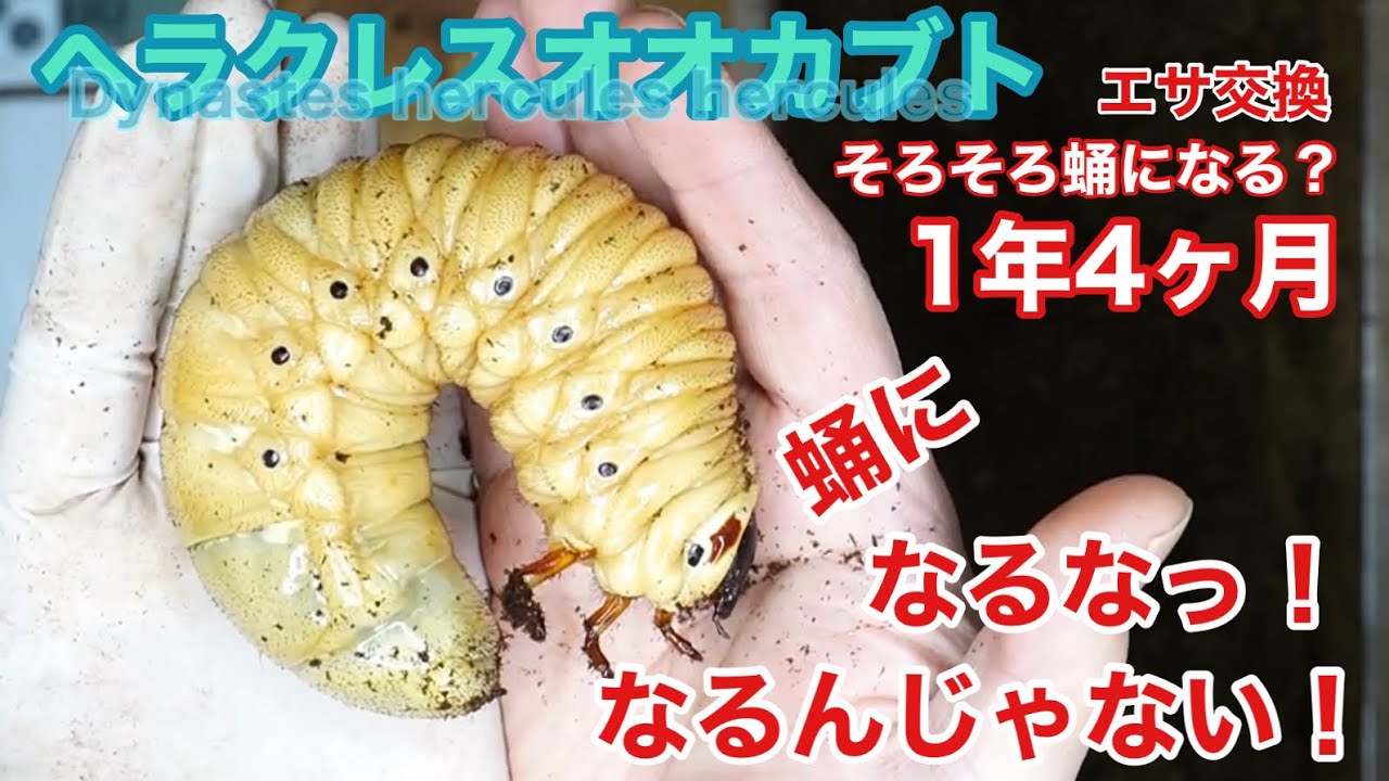 ヘラクレスオオカブトのエサ交換、そろそろ蛹になる？なるな！なる