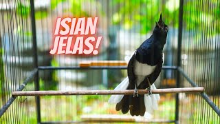 Download Lagu KACER TEMBAKAN TAJAM DAN ISIAN BANYAK BAGUS BUAT MASTERAN UNTUK KACER ANDA YANG KURANG GACOR ! MP3