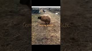 Comedy.king_tej edits.1x #comedy #viralvideo #torllface #torllface #2026 #edit #come #edit