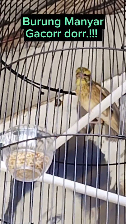 Burung Manyar Kepala Emas Jinak & Gacorr.!!!