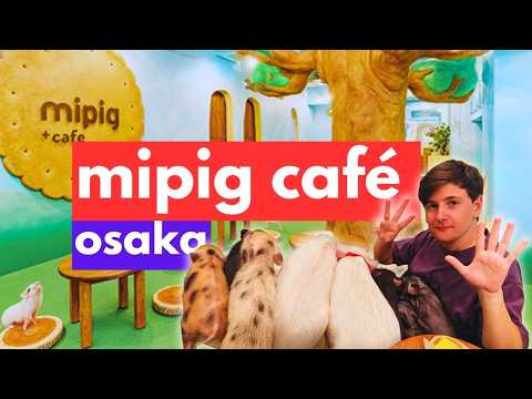 Is this Osaka's CUTEST Animal Cafe? Micro Pigs at MIPIG 🐷 - Japan Vlog 2024 🇯🇵