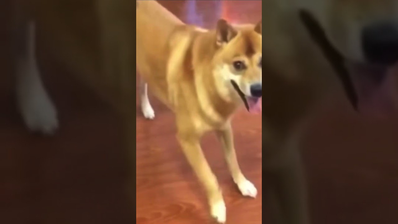 Dancing Doggos Part 1 