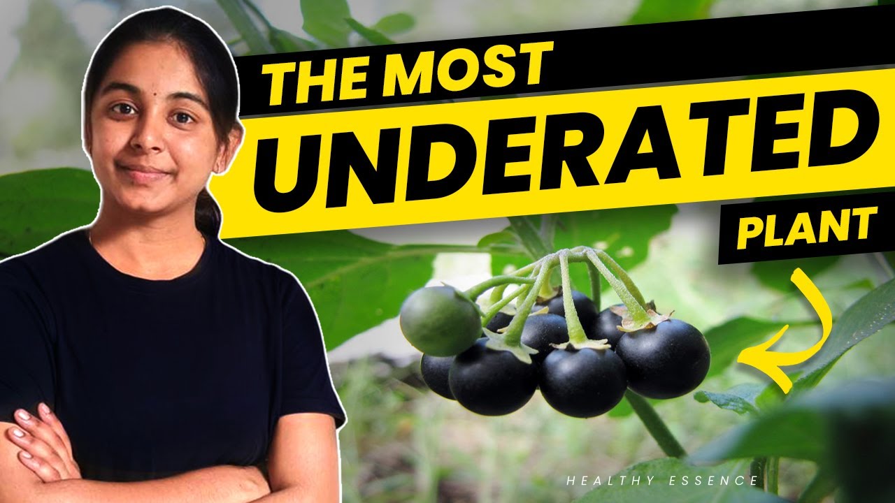 Health Benefits of Black Night Shade | Sunberry | Wonder Cherry | Healthy Essence