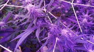 defoliation finie jour 26 de floraison