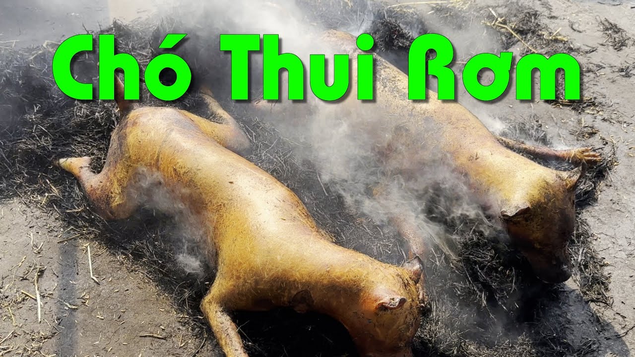 Chó Thui Rơm Vàng Ruộm, Mồi Ngon Không Thể Chối Từ - YouTube