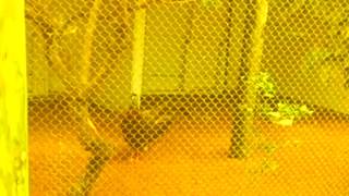 Woowoo bird drops a beat