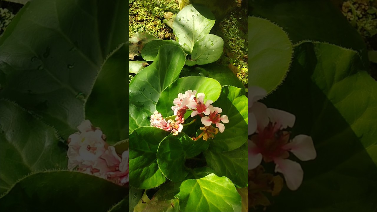 Bergenia ciliata || Found in north India Himalayan region