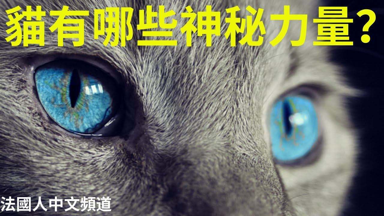 法國人中文頻道/神秘世界Why     貓具有哪些神秘力量？/天主教聖人窮畢生之力研究觀察貓的結論