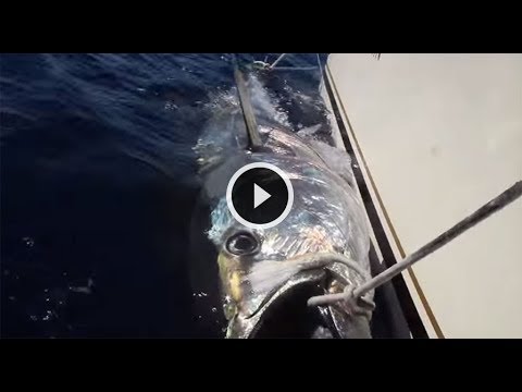 TONNO Enorme a Frizione bloccata TRAINA una BARCA? Si!!! ????????????