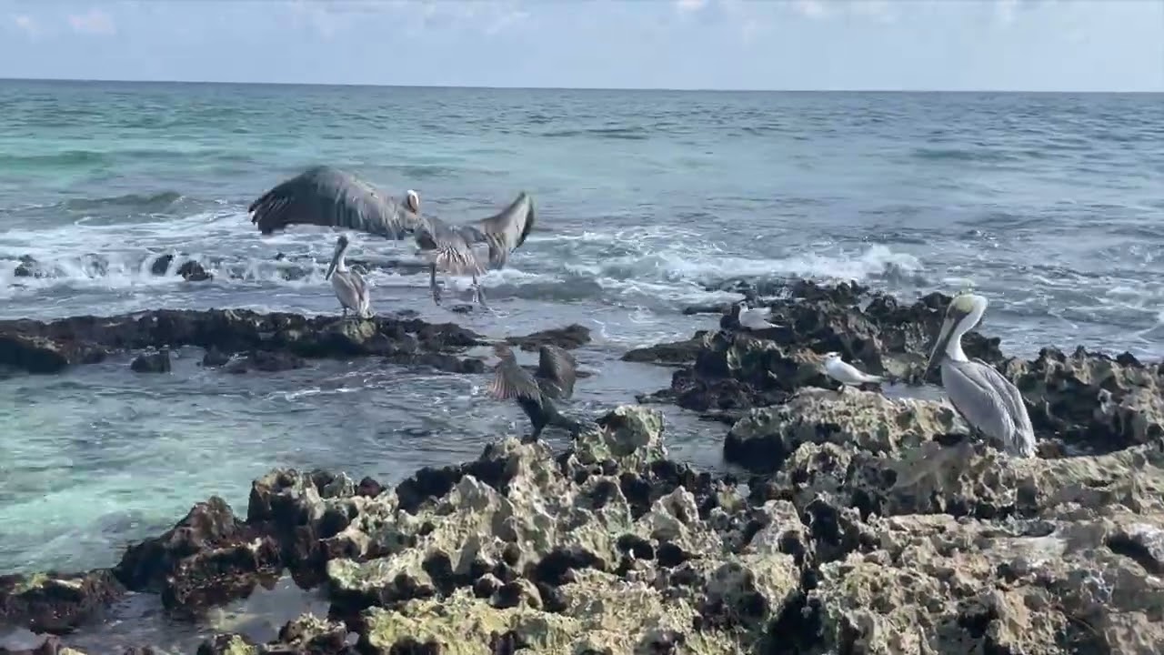 Mexican Beach Wildlife