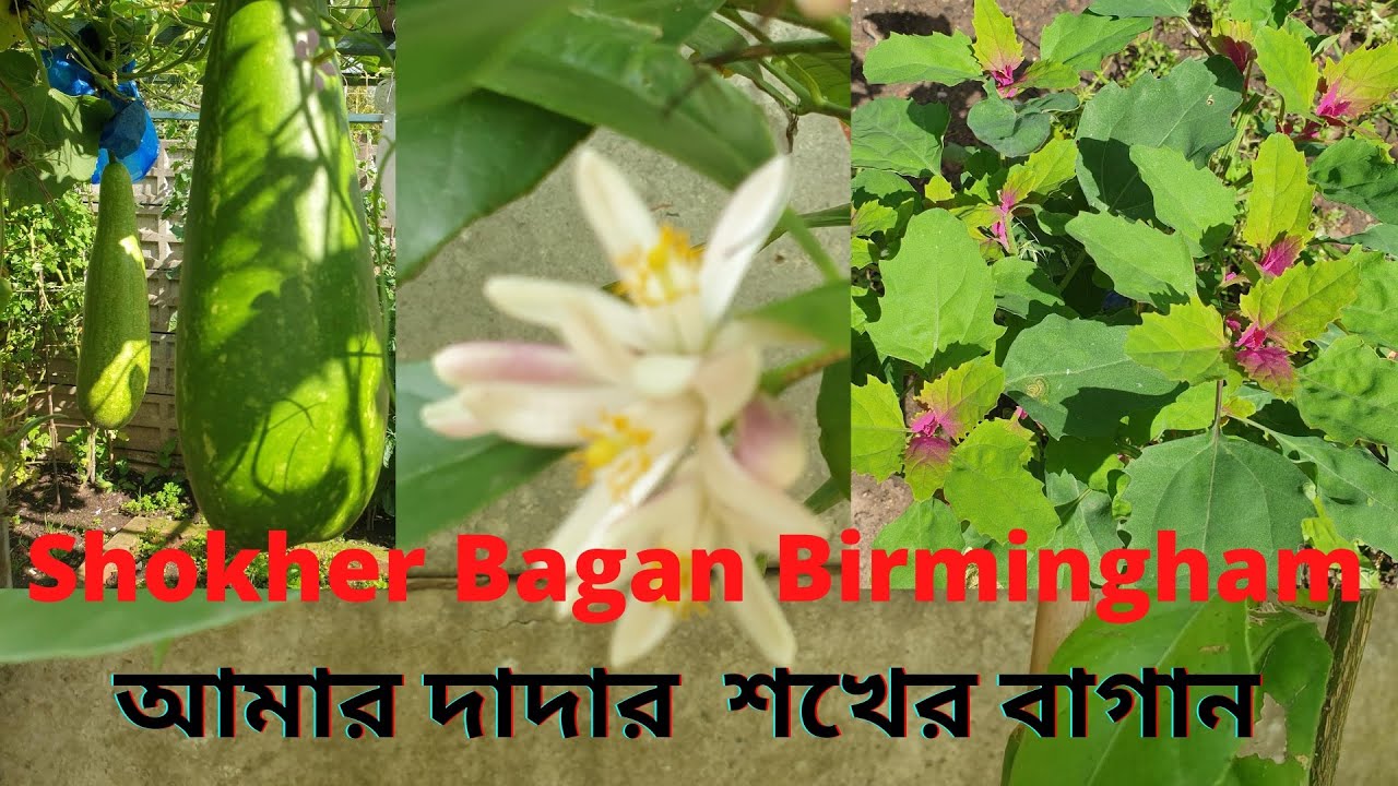 Shokher Bagan Birmingham | আমার দাদার  শখের বাগান