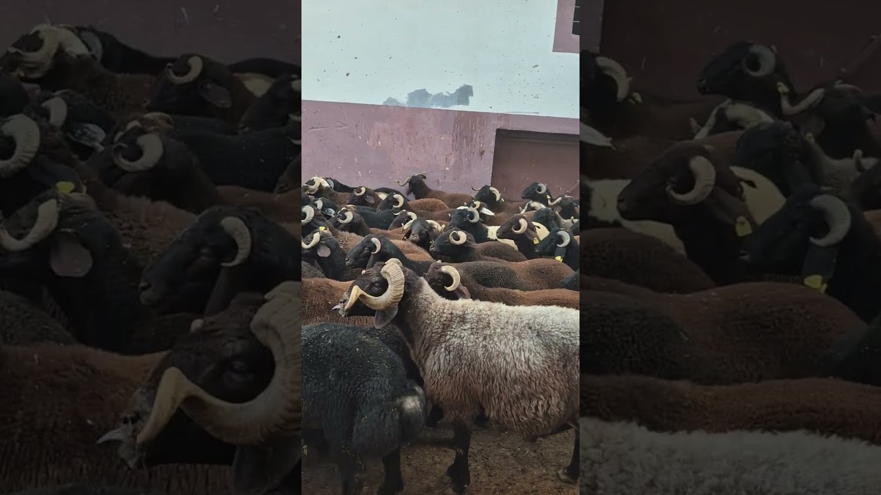 Gaziantep güncel fiyat besli kuzu 264₺ kasap recep kırata hayırlı olsun