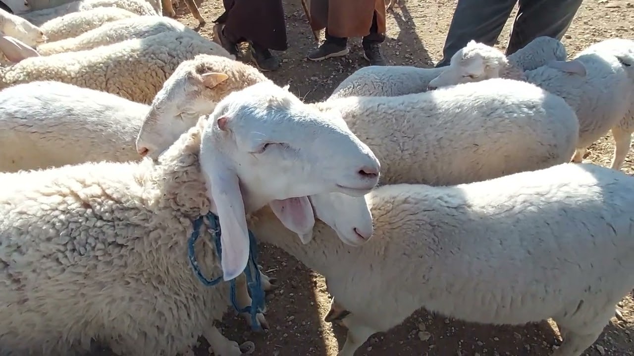 سوق المواشي🐏  بلدية مولاي العربي فڨرم🐑 ولاية سعيدة  يوم الخميس 27/04/2023