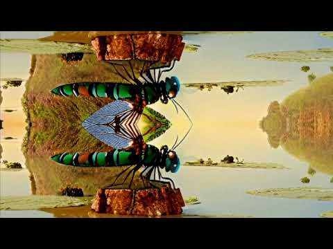 Realization Part 2 Jon Anderson and the Band Geeks
