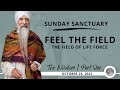 Sunday sanctuary   part one  feel the field the wisdom
