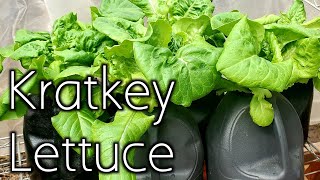 What Is The Kratky Method?- Growing Lettuce In Kratky Hydroponics