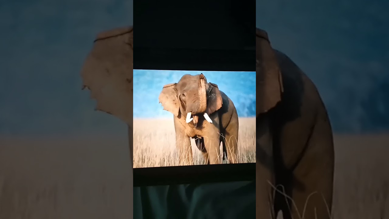 Asian Elephant Sound Effects