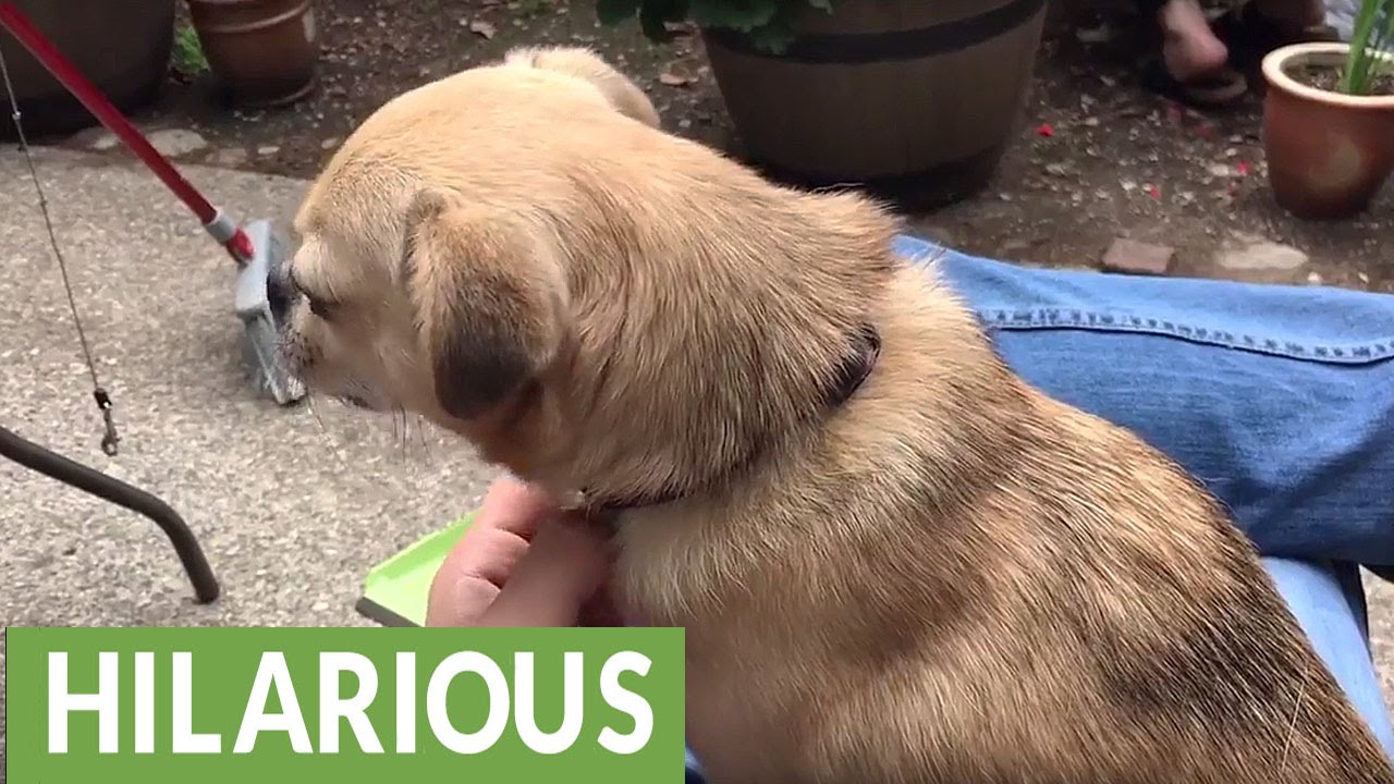 Funny dog demands human attention