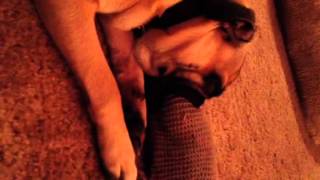 Sleeping pug