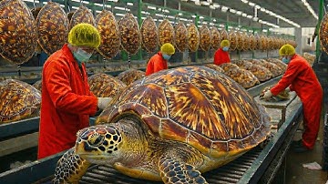 Inside the Turtle Leather Factory   How Giant Turtle Shells Become Luxury Items! (Full Process)