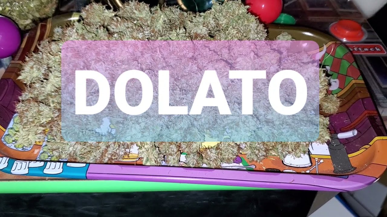 DOLATO Strain Review,  Final Yield.  Indoor Grow ( TV420 📺  )