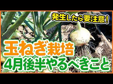 Onion Cultivation] Don't Miss This! Harvest Signs and Important