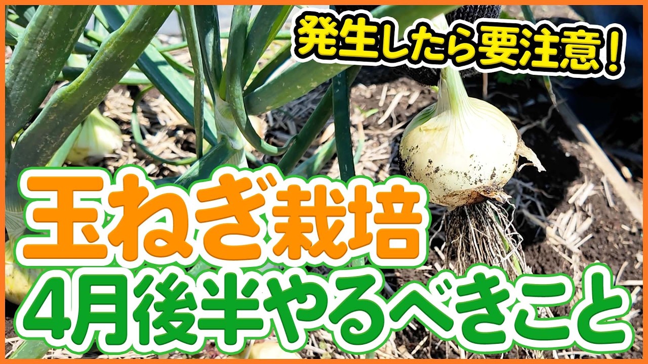 玉葱 EXスター[玉葱]※2026年6月以降入荷予定 - e-種や｜国内最大級の野菜種