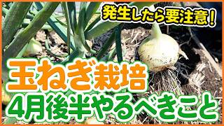 玉葱ページ Onion Cultivation] Don't Miss This! Harvest Signs and Important