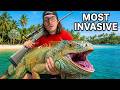 Hunting Down Florida's Most Invasive Creature!