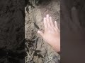 🌱Las malezas son nuestras aliadas para proteger los suelo🌱