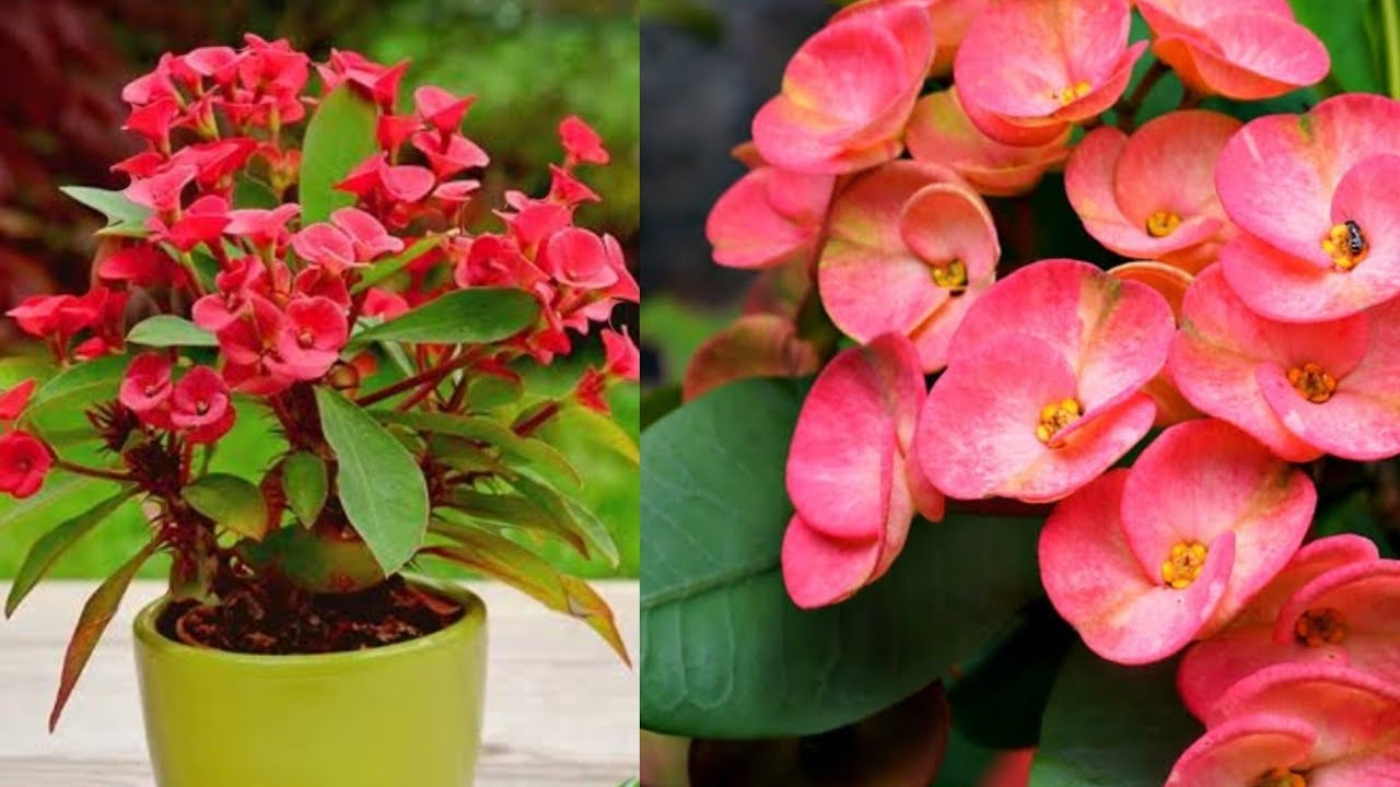 Растение Корона из Колючек: Замена Горшка и Почвы, Уход и Потребности - Здоровый Рост